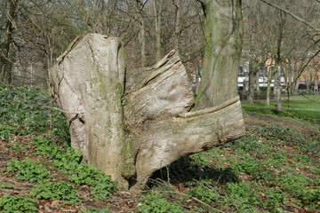 abgesägter Baumstumpf
