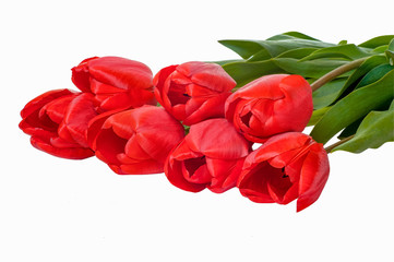  Spring empty template for seasonal festive design, posters, greetings, cards.  Red tulips flowers on a white background with space for text