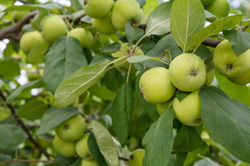 Branches of apple tree with fruits in the orchard.