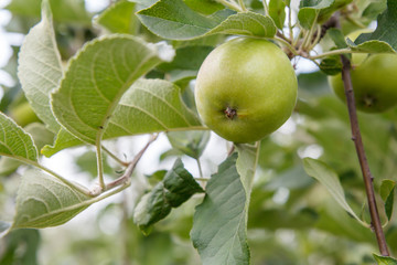 Green apple on the tree in summer day.