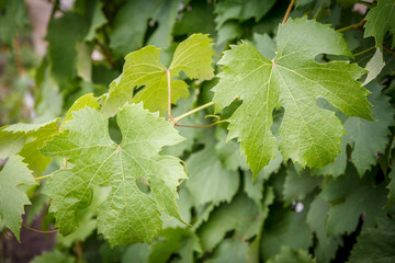 Fototapeta na wymiar Grape bush and leaves in the garden.