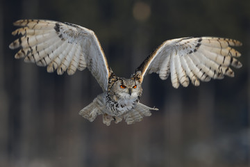 Eurasian eagle-owl flying