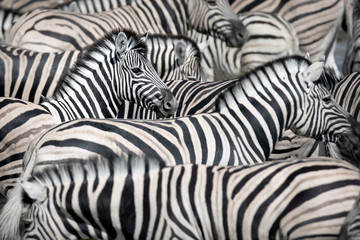Fototapeta na wymiar Zebra in a dazzle