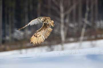 Eurasian eagle-owl starting to fly