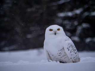 Fototapeta premium Snowy owl (Bubo scandiacus) on snowy ground. Snowy owl portrait. Snowy owl closeup photo.