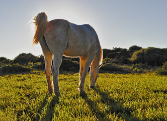 Horse in sunny meadow grazing, cala millor nature park, mallorca, spain.