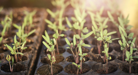 Small seedlings growing in cultivation tray in spring, in the sun, close-up and soft blur