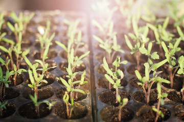 selective Close-up of green seedling. Tomato growing from seed