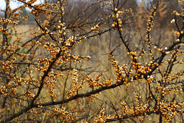 Sanddorn im Dezember