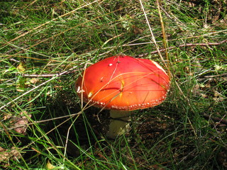 Amanita Caesarea Mushroom