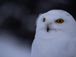Obraz premium Snowy owl (Bubo scandiacus) on snowy ground. Snowy owl portrait. Snowy owl closeup photo.