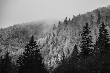 Amaizing winter view of pine tree forest in the fog of the morning. Epic landscape scenery
