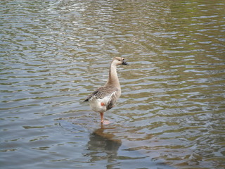 Duck on the Riverside