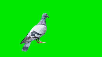 Pigeons that cut the background, made a green background
