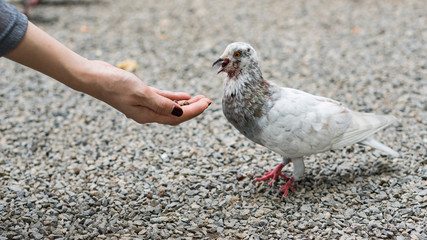 Feeding pigeons