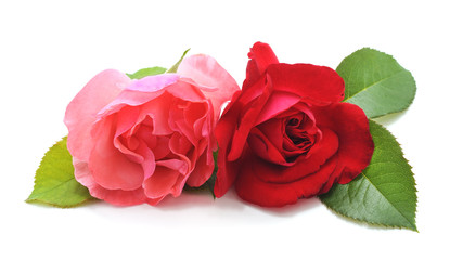 Fototapeta premium Beautiful pink and red roses.