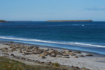 Southern Elephant Seals (Mirounga leonina) on a sandy beach on Sealion Island in the Falkland Islands.