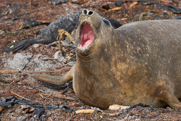 Female Southern Elephant Seal (Mirounga leonina) with a recently born pup lying on a beach on Sea Lion Island in the Falkland Islands.