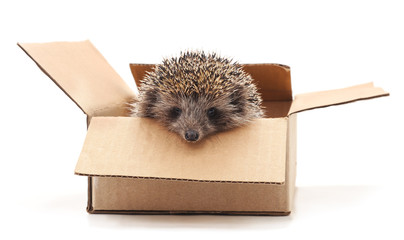 Little hedgehog in the box.