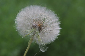 dandelion, flower, nature, 