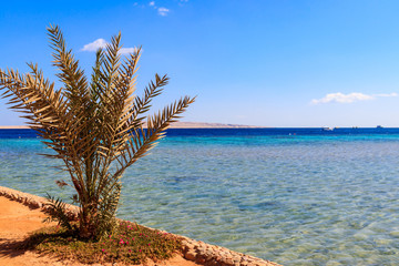 Small palm tree on the shore of Red sea