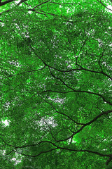 Texture of fresh green leaves as background material