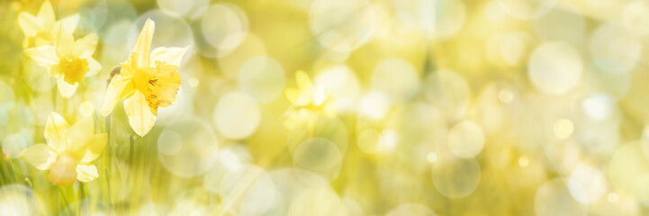 Spring Background, Daffodils - 256611324