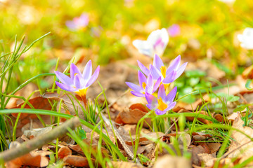 Obraz na płótnie Canvas spring flowers