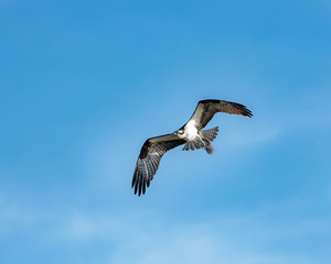 Female osprey flying with nesting material