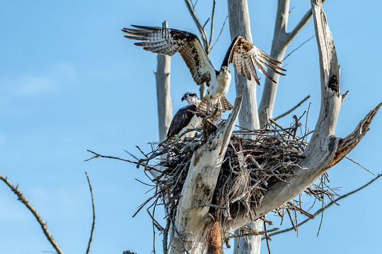 Male And Female Osprey Building A Nest