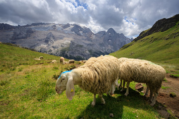gregge a Porta Vescovo. Sullo sfondo la Marmolada
