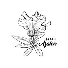 Azalea Flower Brazilian Symbol, ericaceae flowers, hand drawn logo illustration. Beautiful blooming plant inky sketch. Freehand outline floral blossom. Monochrome graphic isolated design element