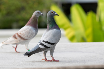 Obraz premium full body of speed racing pigeon bird isolate white background