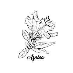 Azalea, ericaceae japonica flower hand drawn illustration. Beautiful blooming plant ink pen sketch. Freehand outline floral blossom engraving. Greeting card monochrome isolated design element