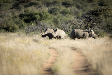 Naklejka na ściany i meble Rhino in veld