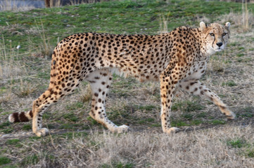 cheetah