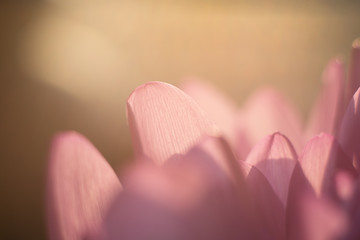 Shining tender autumn crocus (shallow focus)