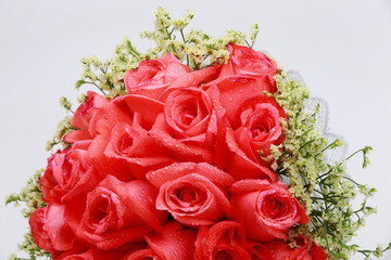 Pink roses, close-up shots