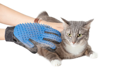 Cleaning cats and Pets and combing wool at home