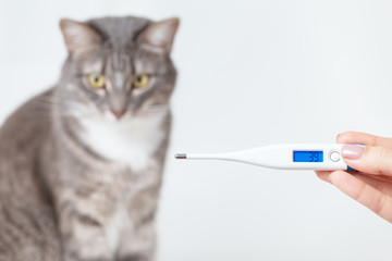A thermometer with a body temperature of a cat. The concept of pet illness and fever