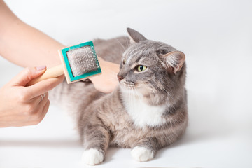 Cleaning cats and Pets and combing wool at home