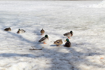 bright wild ducks on the dirty melting snow in the pond in early spring