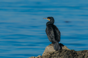 cormorant on rock