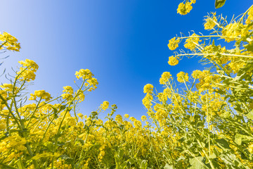 菜の花と青空