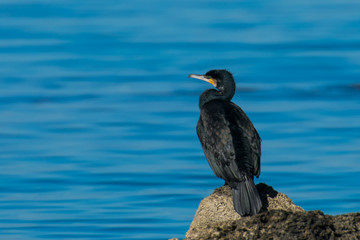 cormorant on a rock