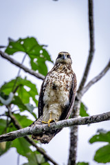 Birds of prey in the jungle of Surinam