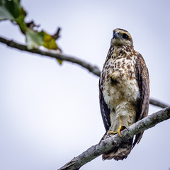 Birds of prey in the jungle of Surinam