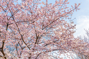 満開の桜