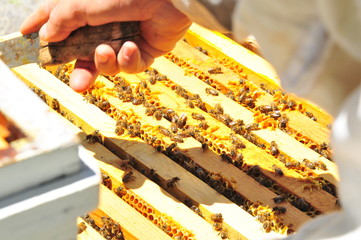 Close up view of the working bees on honey cells
