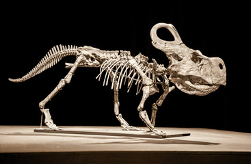 Dinosaur skeleton - Protoceratops